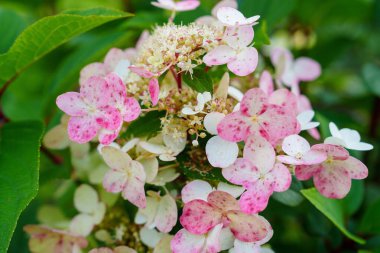Bir demet beyaz ve pembe ortanca çiçeğinin yakın plan fotoğrafı. Çiçekler tomurcuklanmış ve narin bir kağıt dokuya sahipler. Arka plan yumuşak, odak dışı yeşil.