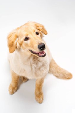 Bu resimde parlak beyaz bir arka planda sevimli bir golden retriever köpeği var. Neşeli bir ifadeyle yukarı bakıyor. Yavrunun tüylü altın kürkü ve neşeli bir tavrı var..