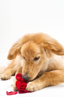 A playful golden retriever puppy curiously sniffs a vibrant red rose that rests on a pristine white floor, capturing a moment of innocence and wonder in a charming and delightful scene. clipart