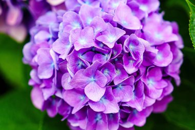 Çiçek açmış mor bir ortanca çiçeğinin çarpıcı görüntüsü. Hassas taç yaprakları, bulanık bir arkaplan ve derinlik ve canlı güzelliğe odaklanma ile ayrıntılı bir şekilde yakalanır..