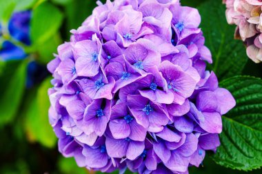 Bu yakın plan fotoğraf canlı mor bir ortanca çiçeğini yakalar. Çiçek sevenler için ideal, yumuşak yeşil bir arka planda onun karmaşık taç yapraklarını ve zengin dokusunu vurgular..