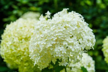 Bu enfes buket bereketli, çiçek açan beyaz ortancaları zarif bir şekilde düzenlenmiş ve el değmemiş beyaz bir arka planda izole edilmiş. Çiçek düzenlemelerini, düğünleri veya ev dekorasyonunu geliştirmek için ideal.