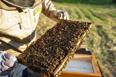 Koruyucu giysiler içindeki bir arı yetiştiricisi arılarla dolu bir bal peteği çerçevesini inceliyor. Çerçeve, kovanların üretkenliğini ve insanlar ile arılar arasındaki temel ilişkiyi gösteriyor..