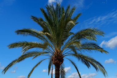 İspanya, Mallorca 'dan gelen bu resimde parlak mavi bir gökyüzünün altında tüylü bulutlarla birlikte, İspanya' nın Mallorca kentindeki tropikal güzellik ve sükunetin özünü yakalayan çarpıcı bir palmiye ağacı yer alıyor..