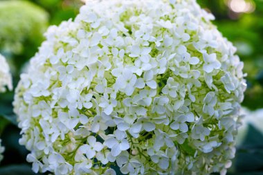 Bu çarpıcı beyaz ortanca çiçeği narin taç yaprakları ve gür bir çiçek sergiliyor. Tasarımlarınız için doğal bir zarafet sunuyor. Çiçek aranjmanları ya da yaratıcı projeler için mükemmel..