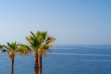 Bu çarpıcı palmiye ağaçlarının canlı bir mavi okyanusa doğru salındığı tropikal bir cennet keşfedin. Seyahat reklamları, broşürler, rahatlama ve tatil hayalleri için ideal..