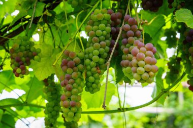 Gün ışığında parlayan olgunlaşmamış üzüm kümeleriyle dolu canlı bir üzüm bağını keşfedin. Bu üzümler, bereketli bir hasat vaadini, doğayı ve sağlıklı yaşamı kutluyor..