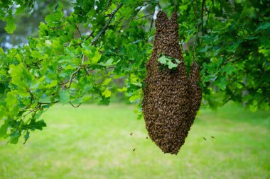 Çarpıcı bir görüntü, yazın yeşil yapraklarla çevrili büyük bir bal arısı sürüsünü gösteriyor. Doğanın güzelliğini ve polen taşıyıcıların önemini gözler önüne seriyor..