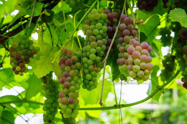 Gün ışığında parlayan olgunlaşmamış üzüm kümeleriyle dolu canlı bir üzüm bağını keşfedin. Bu üzümler, bereketli bir hasat vaadini, doğayı ve sağlıklı yaşamı kutluyor..