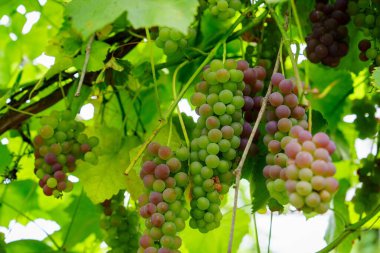 Canlı yeşil ve kırmızı üzümler, üzüm bağlarındaki üzüm dallarından sarkan, tarım arazilerinde yetişen üzüm mevsiminin güzelliğini ve bolluğunu sembolize ediyor..