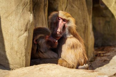 İki babun, güneşte güneşlenen engebeli kayalar arasında şefkatle sarılır. Bağları doğal ortamlarındaki primatların samimiyetini ön plana çıkarıyor. Vahşi yaşam sevgisi ve bağlantılarını gösteriyor..