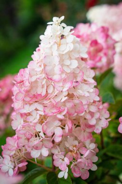 Çiçek açmış güzel pembe bir ortanca, zarafetini ön plana çıkaran sığ bir alan derinliğiyle yakalanır. Bu çiçek resmi serin arka planlar ve çiçek tasarımları için mükemmel..
