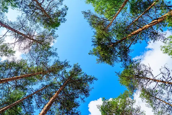 Parlak mavi gökyüzüne uzanan görkemli çam ağaçlarına bakmak doğal güzelliğin huzurlu bir manzarasını yaratır. Seyahat, turizm ve çevre hikayeleri için mükemmel..