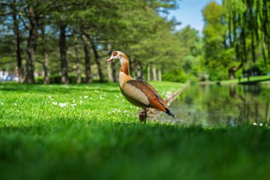 Zarif bir Mısırlı Kaz, güneş ışığıyla aydınlatılmış parkta sakin bir göletin yanında duruyor. Bu resim, yaban hayatı sergilenen editoryal kullanım, doğa yayınları ve turizm broşürlerine uygundur..