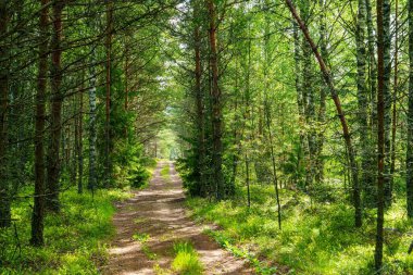 Güneşle öpülmüş bir orman yolunun dingin güzelliğini keşfedin. Yeşillik ve yüksek ağaçlar, doğa severler ve açık hava maceraları için ideal barışçıl bir atmosfer yaratır..
