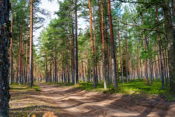 Uzun ağaçların yürüyüş ve doğa yürüyüşleri için huzurlu bir dinlenme yeri sağladığı sakin bir çam ormanında güneşli bir patika boyunca yürü. Doğanın güzelliğine mükemmel bir kaçış..