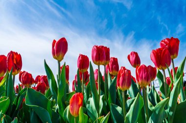 Hollanda 'da parlak mavi bir gökyüzünün altında açan canlı kırmızı laleleri keşfedin. Bu resim sahnesinde baharın güzelliği, doğa ve turizm konuları için mükemmel..