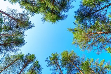 Bu çarpıcı orman tepe örtüsü görüntüsüyle doğanın dinginliğini hissedin. Uzun ağaçlar mavi gökyüzüne doğru uzanıyor ve arka plan ve tasarımlar için mükemmel sakin bir atmosfer yaratıyor..