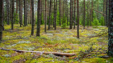 Yosun kaplı bir orman zemininin dingin sükunetini keşfedin. Devrilen dallar ve yükselen ağaçlar, doğa temalı projeler ve arka planlar için ideal, huzurlu bir orman manzarası yaratıyor..