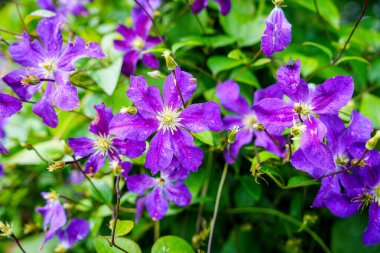 Yakın plan çekimde mor klematis çiçeklerinin güzelliği sergileniyor. Canlı yapraklar ve yemyeşil yapraklar büyüleyici bir manzara yaratıyor. Çiçek tasarımları ve doğa temalı projeler için mükemmel..