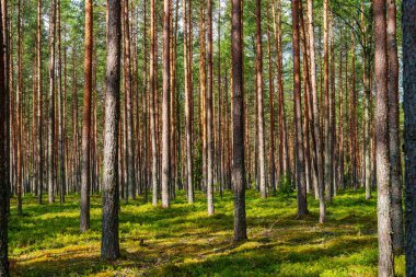 Uzun çam ağaçlarının arasından süzülen güneş ışığının yemyeşil çalılıklarda benekli ışık yarattığı huzurlu bir orman sahnesi. Bu huzurlu ortam, doğanın güzelliğini sükunet ve yansıtmaya davet ediyor..