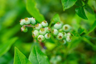 Bahçedeki yeşil yapraklarla çevrili, olgunlaşmamış yeşil yaban mersinlerine yakın çekim. Bu resim, sağlıklı beslenme ve bahçıvanlık temaları için uygun tazeliği ve büyümeyi simgeler..