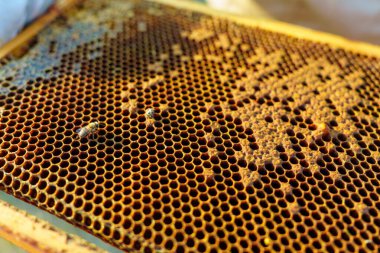 Yakın plan çekimde bal peteği hücrelerinin ahşap bir çerçeve içindeki karmaşık deseni vurgulanıyor, doğal balmumu yapıların ve arıların güzelliğini yakalıyor. Bal ve apikültür üretimi için ideal.