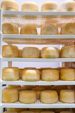 Bu resim, peynir yapma sanatını sergileyen beyaz raflarda olgunlaşan peynir çarklarını gösteriyor. Sanatçı işçiliğini ön plana çıkaran aşçılık dergileri, bloglar ve pazarlama için ideal..