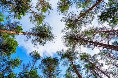 Doğanın sükunetini, gökyüzüne uzanan ağaçların çarpıcı manzarasıyla hissedin. Orman örtüsü, dinginlik ve doğal güzelliğin mükemmel bir karışımını sunar..