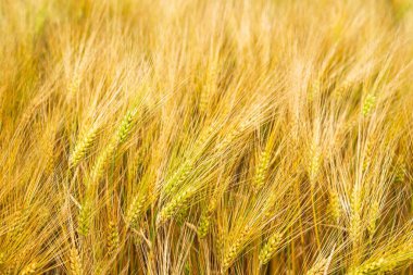 Altın buğday tarlasına yakın çekim, bolluğu ve hasat mevsimini sembolize ediyor. Yayımsal bağlamlarda tarım, pişirme ve sonbahar temaları için ideal.