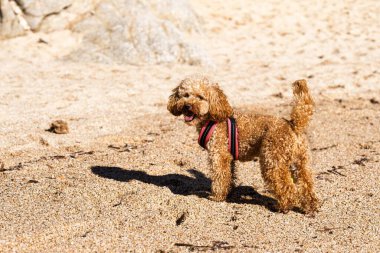 Kırmızı koşumlu neşeli bir oyuncak kaniş güneşli bir sahilde neşeyle oynar. Bu görüntü, eğlencenin, arkadaşlığın ve evcil hayvanlarla yapılan açık hava maceralarının özünü yakalar..