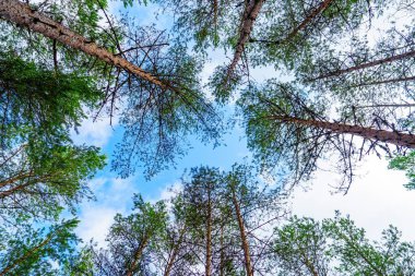 Doğanın dingin güzelliğini büyüleyici orman tepe örtüsü manzarasıyla tecrübe edin. Yükselen ağaçlar büyüleyici bir orman manzarası yaratıyor, arka plan ve doğa temaları için mükemmel..