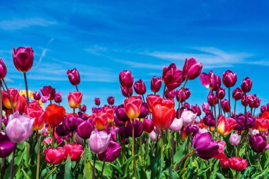 Hollanda 'nın göz kamaştırıcı lale tarlalarını keşfedin, berrak bir gökyüzü altında canlı renklerin çiçek açtığı, baharın özünü ve neşeli güzelliği somutlaştıran..