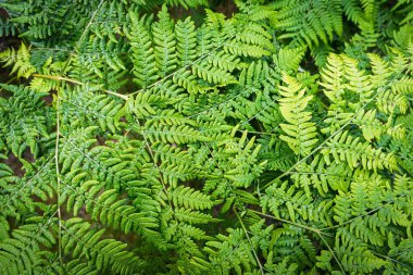 Bu çarpıcı yeşil eğreltiotu yapraklarıyla doğanın güzelliğini keşfedin. Botanik temalar veya sakin arka planlar için idealdir, her projeye biraz dinginlik ve canlılık katar.