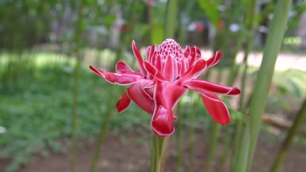 在巴西里约热内卢的一个花园里种了一种叫皇帝杆子的植物 — 图库视频影像