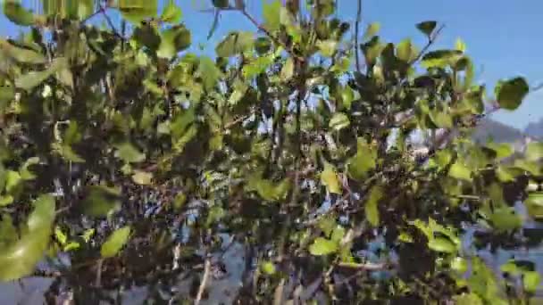 Rio Janeiro Güneşli Bir Günde Rodrigo Freitas Gölü Manzarası — Stok video
