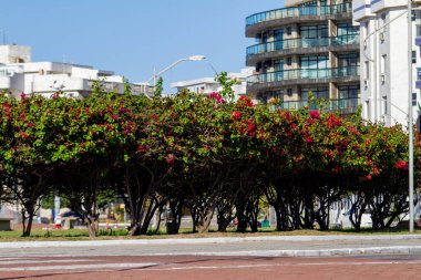 Brezilya 'nın Rio de Janeiro şehrinde Cabo Frio' daki güçlü plajın manzarası.