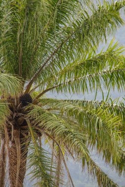 Rio de Janeiro, Brezilya 'da hindistan cevizi ağacı.