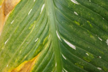 Rio de Janeiro, Brezilya 'da hiç kimse benimle bir bahçede bitki yetiştiremez..