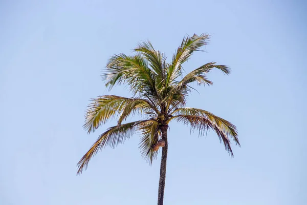 Кокосовое Дерево Открытом Воздухе Рио Жанейро Бразилия — стоковое фото