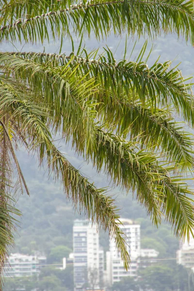 Καρύδα Δέντρο Εξωτερικούς Χώρους Στο Ρίο Ντε Τζανέιρο Βραζιλία — Φωτογραφία Αρχείου