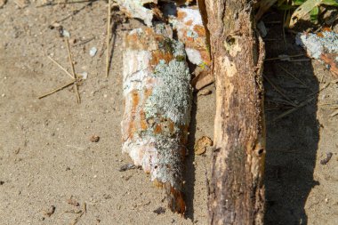 Rio de Janeiro 'da bir bahçenin zemininde mantarlı bir dal.