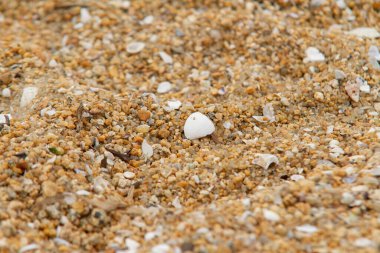 Rio de Janeiro sahilinde deniz kabukları ile kum.