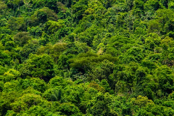 Atlanti Erdő Egy Darabja Rio Janeiro Ban Ejtőernyősként — Stock Fotó
