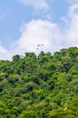Rio de Janeiro 'daki Atlantik ormanının bir parçası..