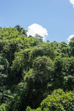 details of a part of the Atlantic Forest in the city of Rio de Janeiro, Brazil.