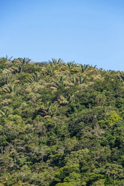 details of a part of the Atlantic Forest in the city of Rio de Janeiro, Brazil.