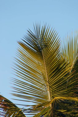 Rio de Janeiro Brezilya 'nın arka planında güzel mavi bir gökyüzü olan palmiye yaprakları.