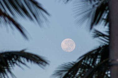 Palmiye yaprakları arasında dolunay Rio de Janeiro Brezilya 'da sabah.