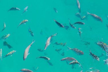Angra dos Reis, Rio de Janeiro 'daki Büyük Ada' nın mavi gölünde balık.